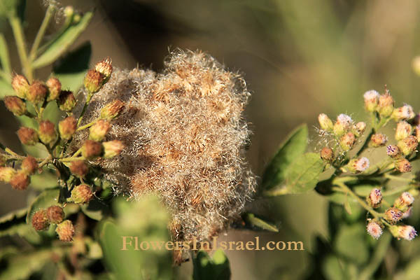 Pluchea dioscoridis, Conyza dioscoridis, Baccharis dioscoridis, Ploughmans spikenard, Marsh fleabane, barnûf, kûsh, פלגית שיחנית ,فونرب