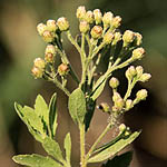 Pluchea dioscoridis, Israel, Pink Flora, Wildflowers