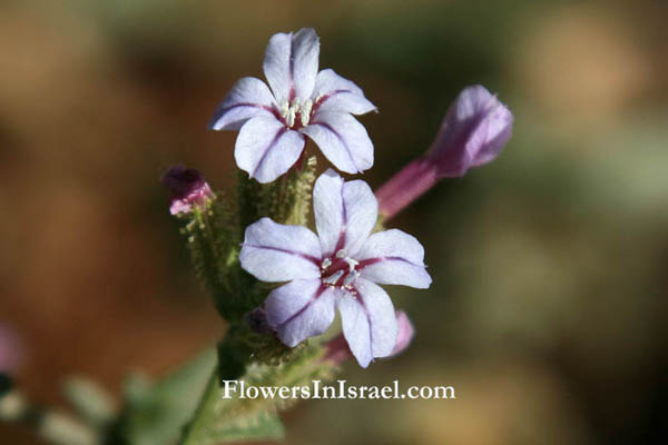 Plumbago europaea, European Leadwort, עופרית אירופית