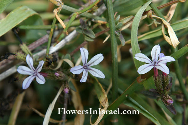 Plumbago europaea, European Leadwort, עופרית אירופית