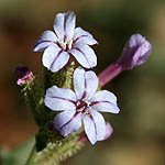 Plumbago europaea, Israel, Pink Flora, Wildflowers