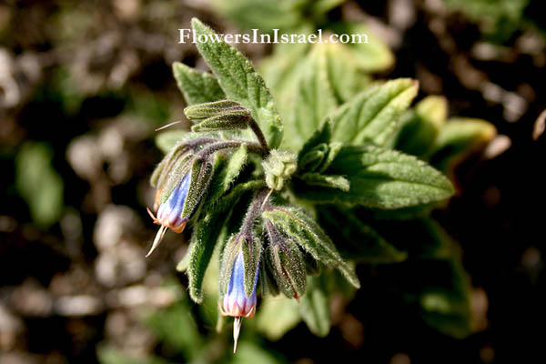  Podonosma orientalis, Podonosma syriacum, Onosma orientalis, Golden Drop, מציץ סורי, مصيص