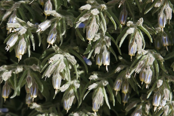 Onosma orientalis, Podonosma orientalis, Podonosma syriacum, Golden Drop, מציץ סורי, مصيص