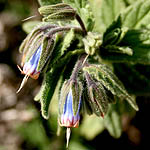 Podonosma orientalis, Flowers in Israel, wildflowers