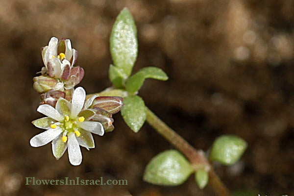 Polycarpon succulentum, Polycarpon arabicum, Allseed, רב-פרי בשרני 