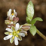 Polycarpon succulentum, Israel, white wild flowers