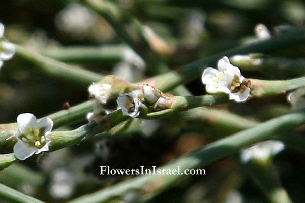 Polygonum aviculare, Polygonum arenastrum, Common knotweed, ארכובית הציפורים