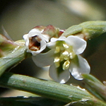 Polygonum aviculare, Israel, white wild flowers