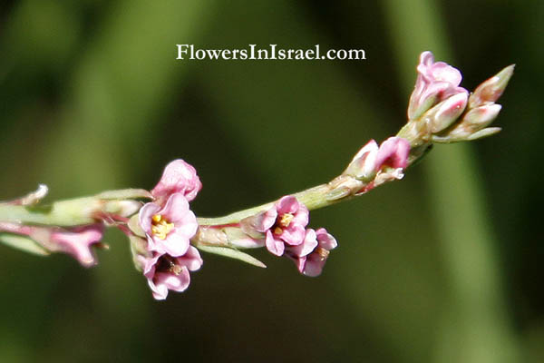 #Israel #Wildflowers and #Nativeplants