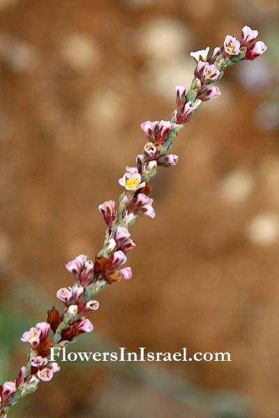 Polygonum equisetiforme, Horsetail Knotweed, ארכובית שבטבטית 