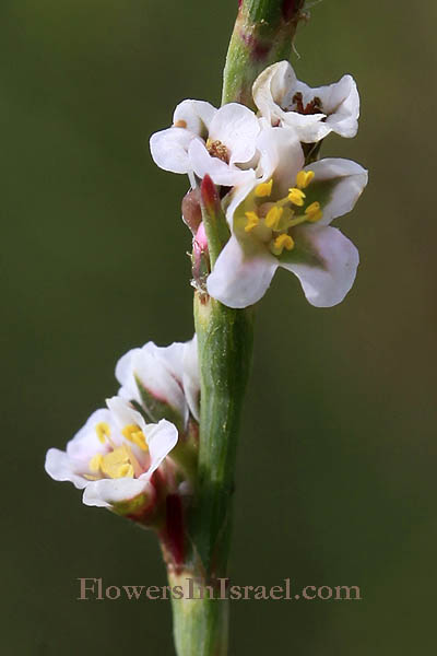 Polygonum equisetiforme, Horsetail Knotweed, ארכובית שבטבטית 