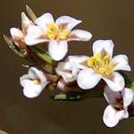 Polygonum equisetiforme, Flowers in Israel, wildflowers