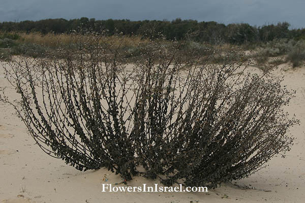 Polygonum palaestinum, Horsetail knotweed,ארכובית ארץ-ישראלית 