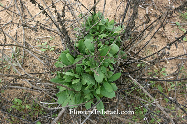 Polygonum palaestinum, Horsetail knotweed,ארכובית ארץ-ישראלית 