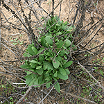 Polygonum palaestinum, Israel, white wild flowers