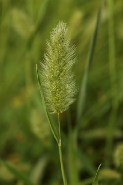 Polypogon monspeliensis, Annual beard grass, Rabbitfoot grass, עבדקן מצוית ,  Deil El Qott