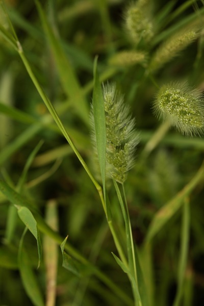 Polypogon monspeliensis, Annual beard grass, Rabbitfoot grass,  עבדקן מצוית ,  Deil El Qott