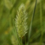 Polypogon monspeliensis, Annual beard grass, Rabbitfoot grass, עבדקן מצוית ,  Deil El Qott