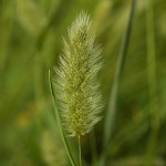 Polypogon monspeliensis, Annual beard grass, Rabbitfoot grass, עבדקן מצוית , Deil El Qott