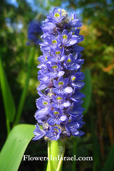 Pontederia cordata, Pickerel weed, פונטדריה לבובה