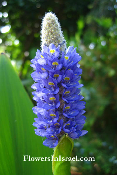 Pontederia cordata, Pickerel weed, פונטדריה לבובה