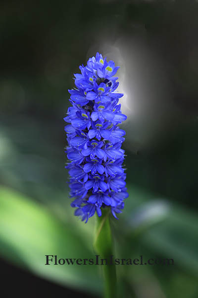 Pontederia cordata, Pickerel weed, פונטדריה לבובה