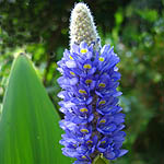 Pontederia cordata, Flowers in Israel, wildflowers