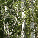 Populus alba, Flora, Israel, Wildflowers, green flowers