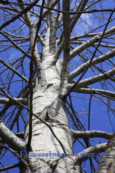 Populus alba, White Poplar,حور, Hawr, צפצפה מכסיפה