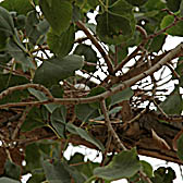 Populus euphratica, Euphrates Poplar, Hebrew: צפצפת הפרת, Arabic: الحَوْر الفراتي 