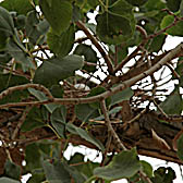 Populus euphratica, Euphrates Poplar, Hebrew: צפצפת הפרת, Arabic: الحَوْر الفراتي