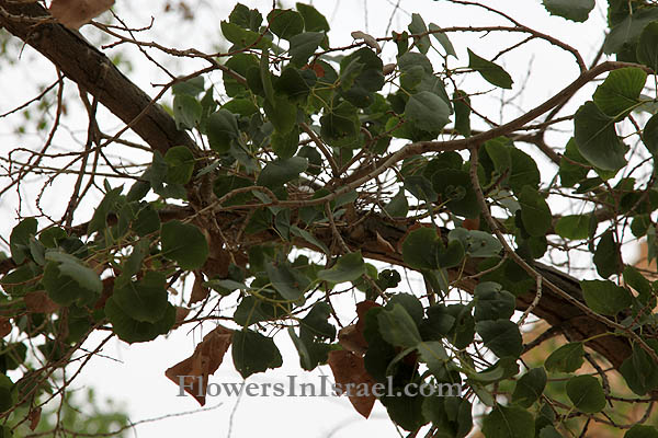 Populus euphratica, Euphrates Poplar, Firat poplar, Salt poplar, צפצפת הפרת