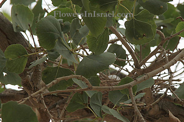 Populus euphratica, Euphrates Poplar, Firat poplar, Salt poplar, צפצפת הפרת