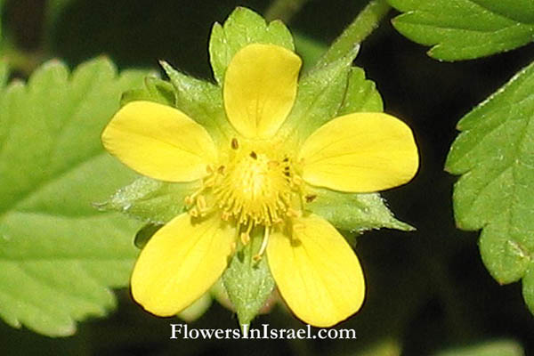 Potentilla indica, Duchesnea indica, Fragaria indica, Mock Strawberry, Indian strawberry, תותית הודית