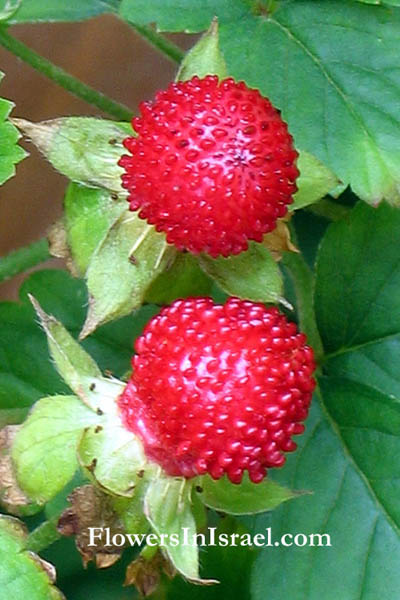 Potentilla indica, Duchesnea indica, Fragaria indica, Mock Strawberry, Indian strawberry, תותית הודית