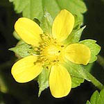 Potentilla indica, Flowers in Israel, wildflowers