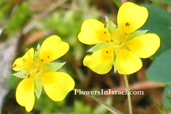 Israel, Nature, Palestine, Flowers