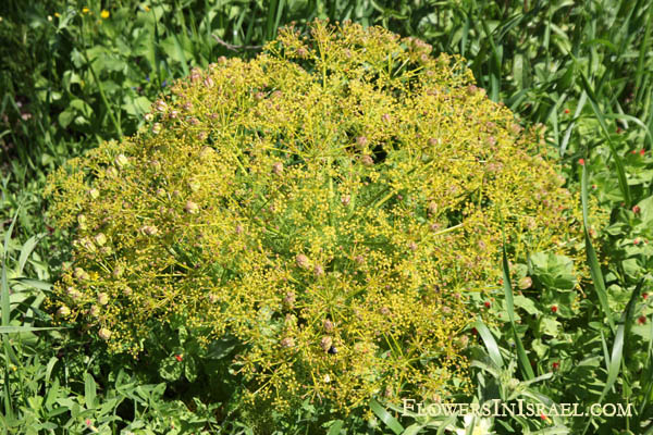 Israel, Native plants, Palestine, Botany