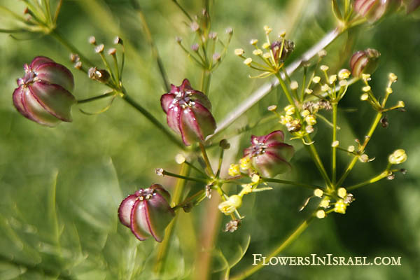 Flora of Israel online