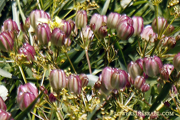 Israel, Blooming, Nature, Palestine