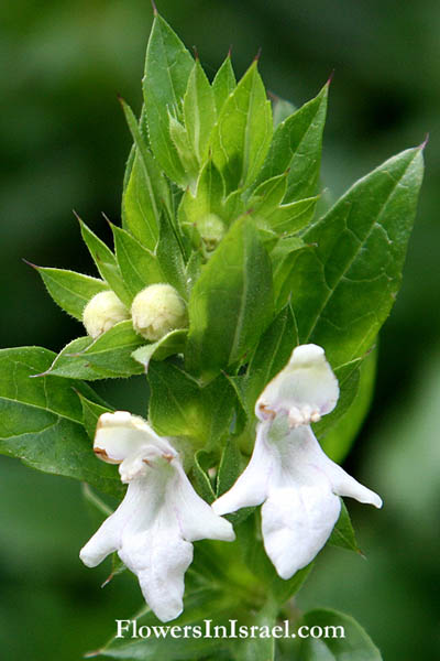 Israel, Flora, Botany, Palestine