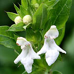 Prasium majus, Israel, white wild flowers