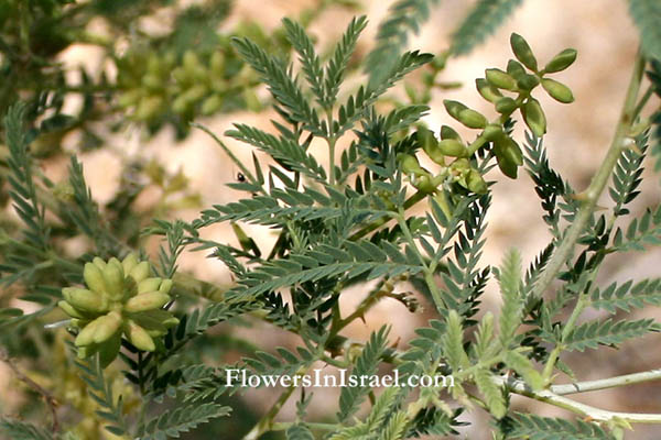 Prosopis farcta, Dwarf Mesquite, الينبوت, ינבוט השדה