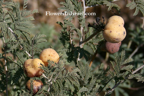 Israel, Native plants, Palestine