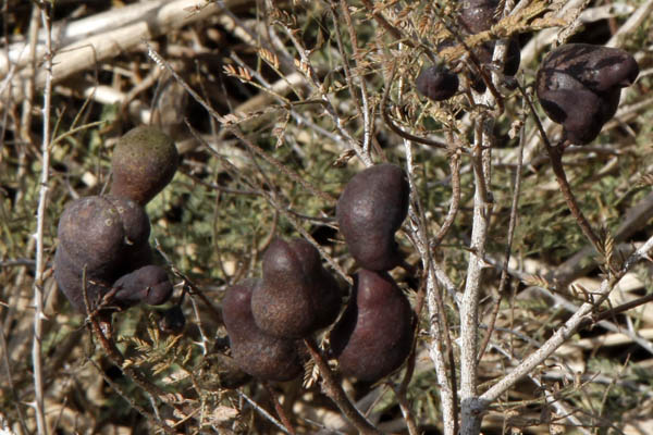 Prosopis farcta, Dwarf Mesquite, الينبوت, ינבוט השדה