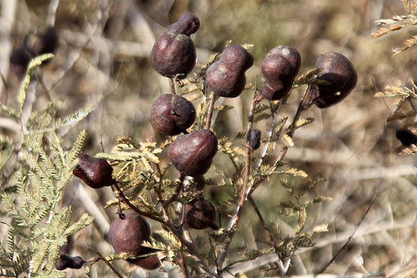 Israel Flora