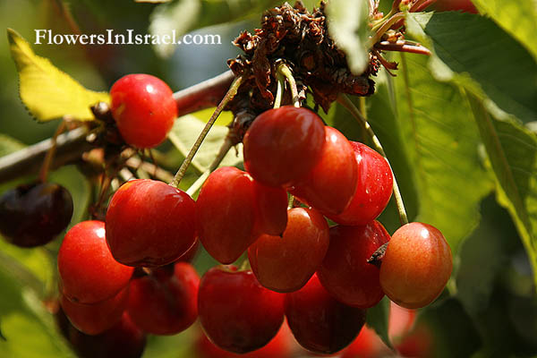  Prunus cerasus, Sour Cherry,حبّ الملوك, Habb al-muluk,דובדבן