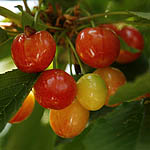 Prunus cerasus, Israel, white wild flowers