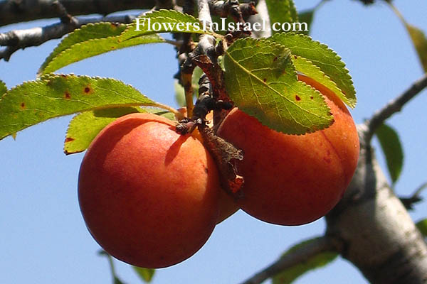 Prunus ursina, Bear's Plum, שזיף הדב, Israel, Native plants, Botany, Palestine