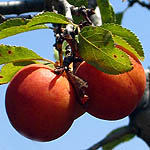 Prunus ursina, Flowers in Israel, wildflowers